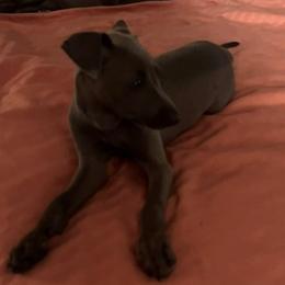 Daino (Dyno) - Fawn female Italian Greyhound puppy in Brooksville, Florida from Fisher Link