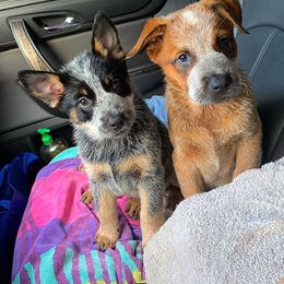 Australian Cattle Dog Puppies from Painted Canvas Farm