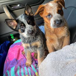 Australian Cattle Dog Puppies from Painted Canvas Farm