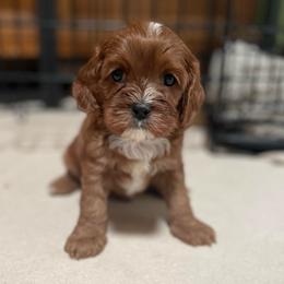 Ruby - Red female Cavapoo puppy in Phoenix, Arizona from Larisa's Cavaliers