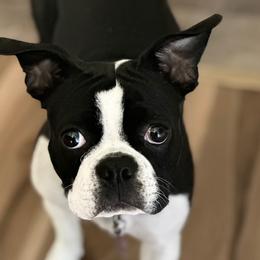 Sophie - Boston Terrier