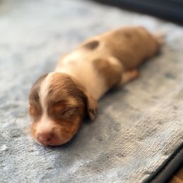 Molly - Piebald female Dachshund puppy in Marion, Ohio from Doodles & Doxies