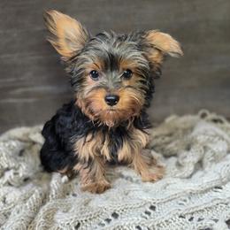 Miko - Black and tan male Yorkshire Terrier puppy in Mountain Grove, Missouri from Precious Puppies
