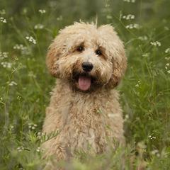 Hazel  - Australian Cobberdog