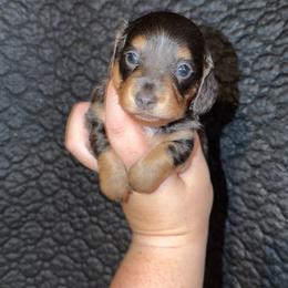 Belle - Gray (blue) and cream female Dachshund puppy in Liberty, Mississippi from Liberty Oaks Aussies and Dachshunds
