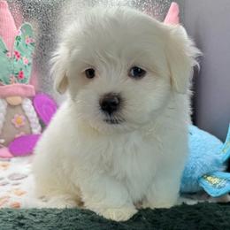 Ashton - White male Maltipoo puppy in Colonial Beach, Virginia from BeachRidge Pups