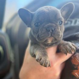 Baby Girl Blue - Blue female French Bulldog puppy in West Liberty, Kentucky from 3B Kennels-Beth’s Best Boston’s