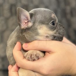 Girl 2 - Blue female French Bulldog puppy in Moorefield, West Virginia from Absolutely Boston Terriers and French Bulldogs