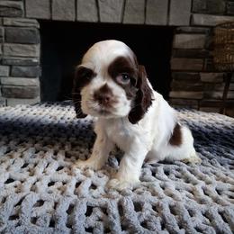 Light blue male - Brown and white male Cocker Spaniel puppy in Howell, Michigan from Robbin's Treasures