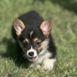 Sweet Pea - Black and tan female Pembroke Welsh Corgi puppy in Stephenville, Texas from Rising JM Pembrokes