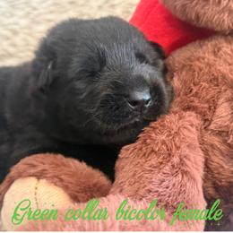 Green collar - Bi-color female German Shepherd puppy in Canterbury, Connecticut from Nachtwaechter German Shepherds, LLC