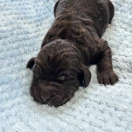 Male 1 - Chocolate male Labradoodle puppy in Mountain View, Missouri from Gastineau Doodles