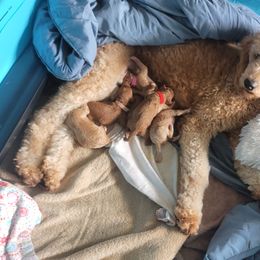 French Bulldog and Goldendoodle Puppies from Good Vibes Puppies