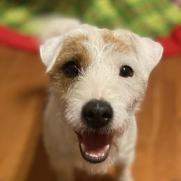 Savannah - Jack Russell Terrier
