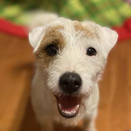 Savannah - Jack Russell Terrier