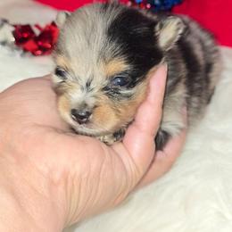 Bo Peep - Blue merle female Pomeranian puppy in Buckeye, Arizona from BL Poms Heaven