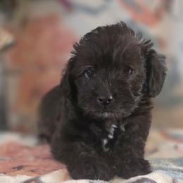 Monica ( Purple collar) - Black and white female Schnoodle puppy in Novinger, Missouri from Stormi Sky Schnoodles