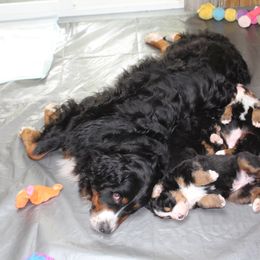 "Mama Abby spending some quality time with her babies lol" Bernese Mountain Dog Puppies from Baby Bear Bernese Kennel