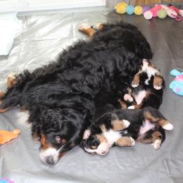 "Mama Abby spending some quality time with her babies lol" Bernese Mountain Dog Puppies from Baby Bear Bernese Kennel