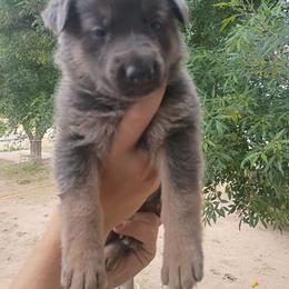Girl 1 - Blue female German Shepherd puppy in Cochise, Arizona from Freiheit Von Himmel  Shepherds