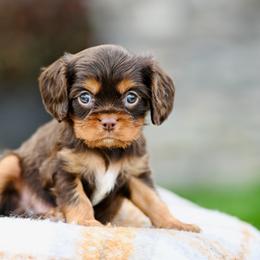 Spice - Chocolate male Cavalier King Charles Spaniel puppy in Sugarcreek, Ohio from Chocolate Cavalier