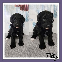 Tilly - Black female Schnoodle puppy in Lebanon, Missouri from Cedar Glades Canines