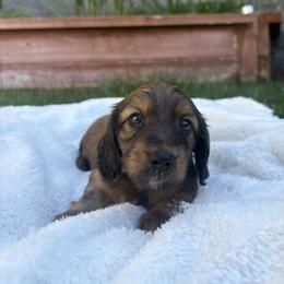 Woody - Sable male Dachshund puppy in San Rafael, California from Alexandra's Mini Doxies