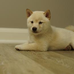 Shiba Inu Puppies from Veronika's Shiba Inus
