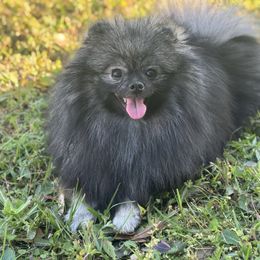 Tiffany - Wolf sable female Pomeranian puppy in Willis, Texas from Treasured Jewels Pomeranians