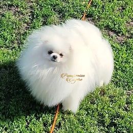 Monica - Pomeranian