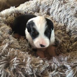 Girl5 - Black tri-color female Australian Shepherd puppy in Drumore, Pennsylvania from Susquehannock Aussies