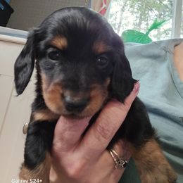 Orange - Black and tan male Dachshund puppy in Kalama, Washington from Neeley Family's Weenies