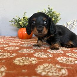 Tantanmen - Black and tan male Dachshund puppy in Temecula, California from Naomi Magee's Dachshund Kennel