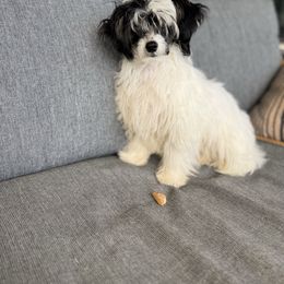 Puff girl - Black and white female Chinese Crested puppy in Capac, Michigan from Puddles Palace Puppies