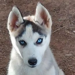 Lareina - Black and white female Siberian Husky puppy in Mechanicsville, Virginia from Shinko Siberians
