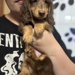 Dachshund Puppies from EntityDachs
