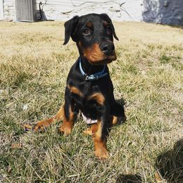 Doberman Pinscher Puppies from KC Defense Dobermans Kennel