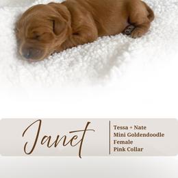 Janet - Red  female Goldendoodle puppy in Garden Grove, California from Sunkissed Doodles
