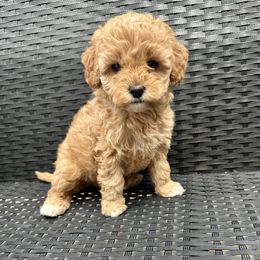 Bubba - Apricot male Cavapoo puppy in Goshen, Utah from Perfect Pawzabilities