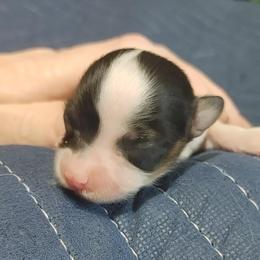 Girl 2 - White black and tan female Papillon puppy in Frostproof, Florida from Longwing Kennel