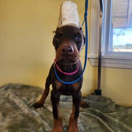 Pink Collar Girl - Red and rust female Doberman Pinscher puppy in Clinton, Arkansas from Shakarri Irish Setters