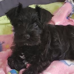 Miniature Schnauzers, Poodles, and Schnoodles from Cedar Glades Canines