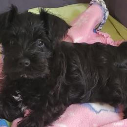 Miniature Schnauzers, Poodles, and Schnoodles from Cedar Glades Canines