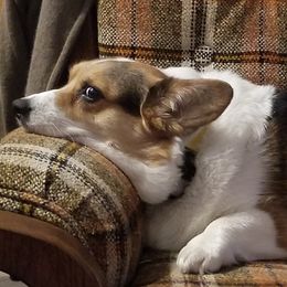 Winnie - Pembroke Welsh Corgi