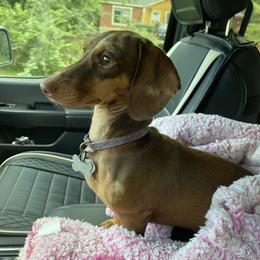 Cleo - Dachshund