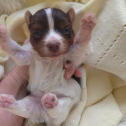 Brown collar - Parti male Yorkshire Terrier puppy in Mcconnellsburg, Pennsylvania from Buffy's Little Blessings