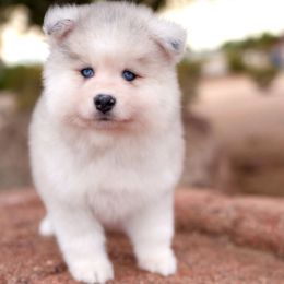 Clyde - Merle male Pomsky puppy in Mesa, Arizona from Platinum Pomskies