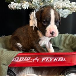 Kizzie - Brindle female Boxer puppy in Ocala, Florida from Bowers Boxers