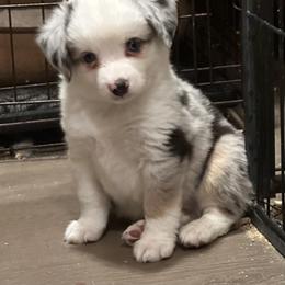 Blue male 2 - Blue merle male Toy Australian Shepherd puppy in Lame Deer, Montana from Bar M Toy Aussies