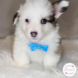American Corgi and Pembroke Welsh Corgi Puppies from Chloe's Colorful Corgis